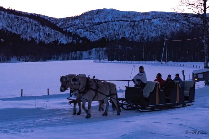 Sleigh Ride w/ Tapas Meal - Experience Arctic Farm Life - Arctic tapas in the Sami lavvo