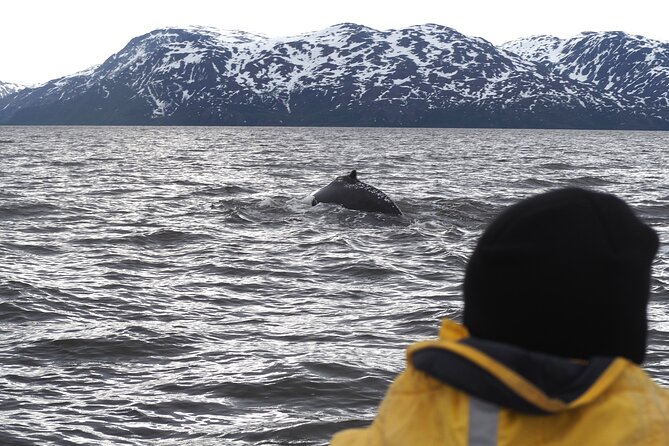Small group Whale watching - Key points to know before booking