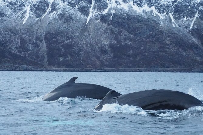 Small group Whale watching - Why Altafjord is a good place for whale watching