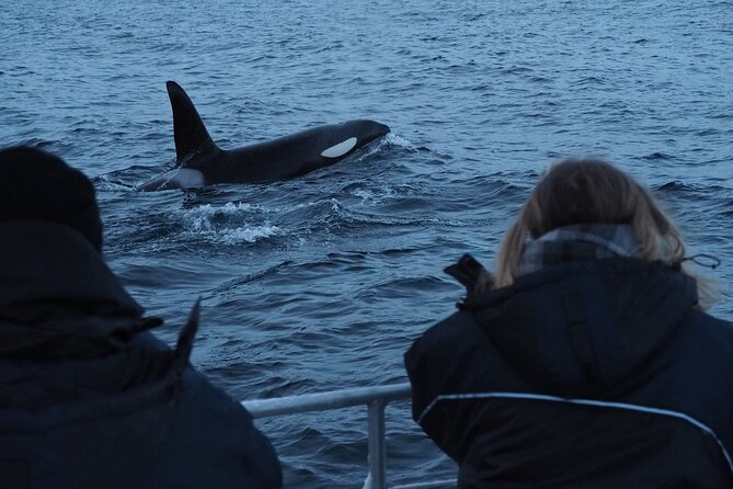 Small group Whale watching - Three hours searching the Altafjord