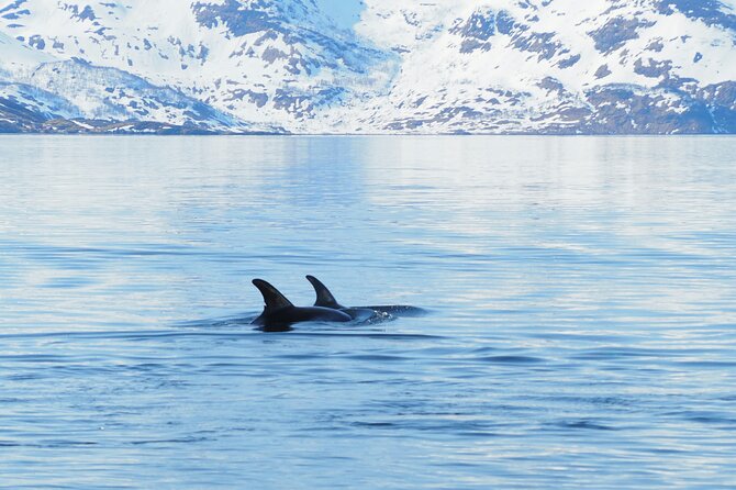 Small group Whale watching - Warm gear, snacks, and the practical details
