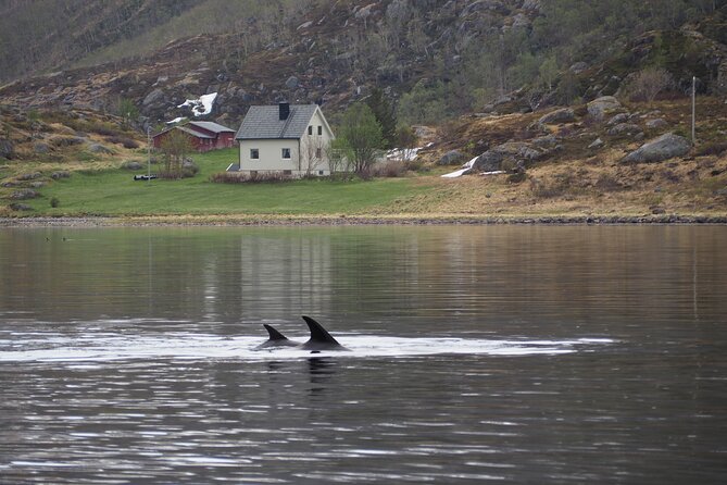 Small group Whale watching - Who will enjoy this Alta whale tour most?