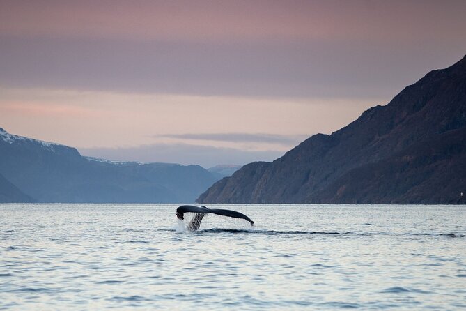 Small Group Whale Watching by RIB - Why a RIB makes Alta whale watching different