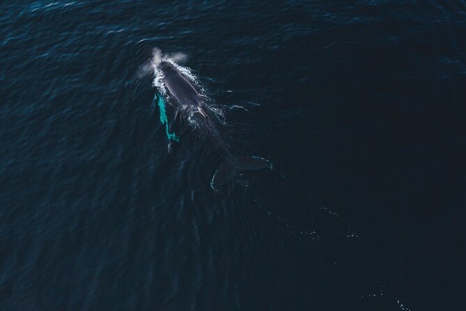 Small Group Whale Watching by RIB - Meeting in Alta and getting ready for the water