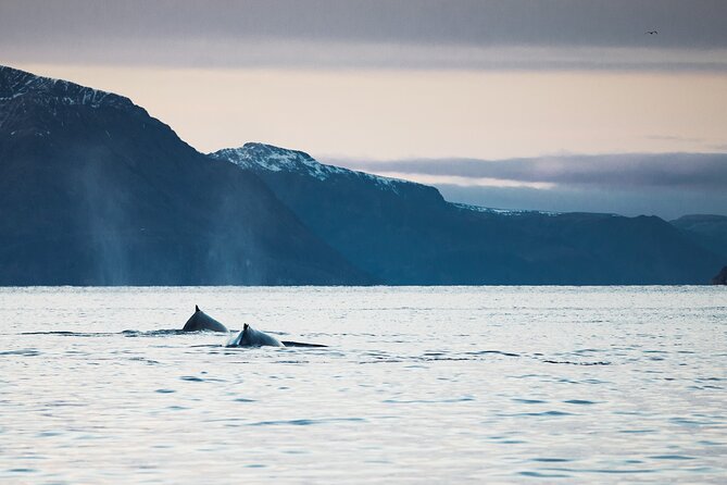 Small Group Whale Watching by RIB - The views when the whales stay away