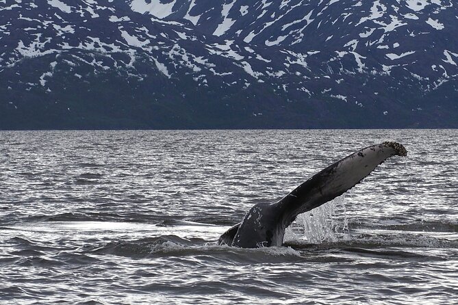 Small group Whale watching - From Alta pickup to the warm-clothing stop