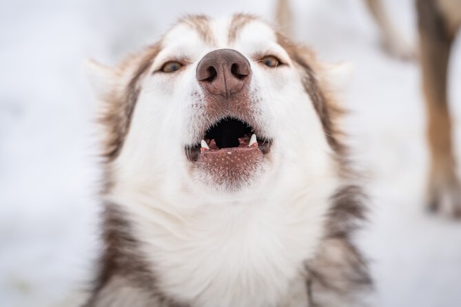 Small Group Wilderness Husky Sledding 2h from Tromsø (car needed) - Key points at a glance