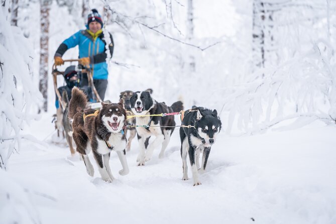 Small Group Wilderness Husky Sledding 2h from Tromsø (car needed) - Driving a husky sled instead of riding one