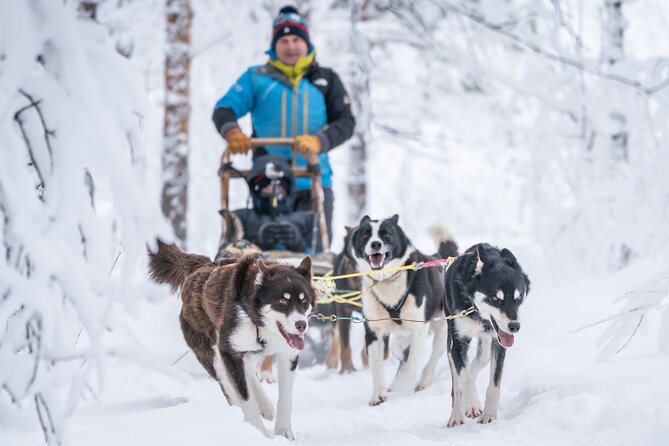 Small Group Wilderness Husky Sledding 2h from Tromsø (car needed) - Two hours through the silent winter forest