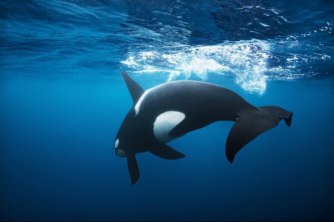 Snorkeling with Orcas In Norway, 4 days All-Inclusive expedition - Key points at a glance