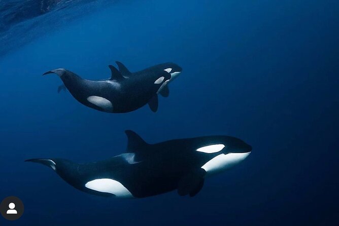 Snorkeling with Orcas In Norway, 4 days All-Inclusive expedition - Leaving Tromsø for the Arctic coast