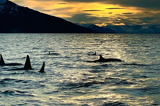 Snorkeling with Orcas In Norway, 4 days All-Inclusive expedition - Is $3,542.91 a fair price?