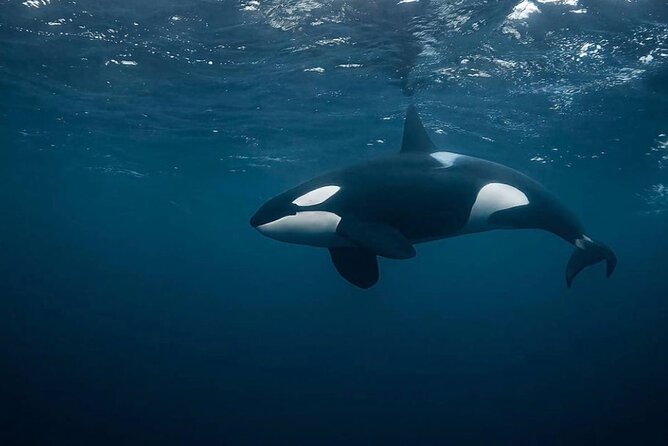 Snorkeling with Orcas In Norway, 4 days All-Inclusive expedition - Searching for orcas and humpbacks near Skjervøy