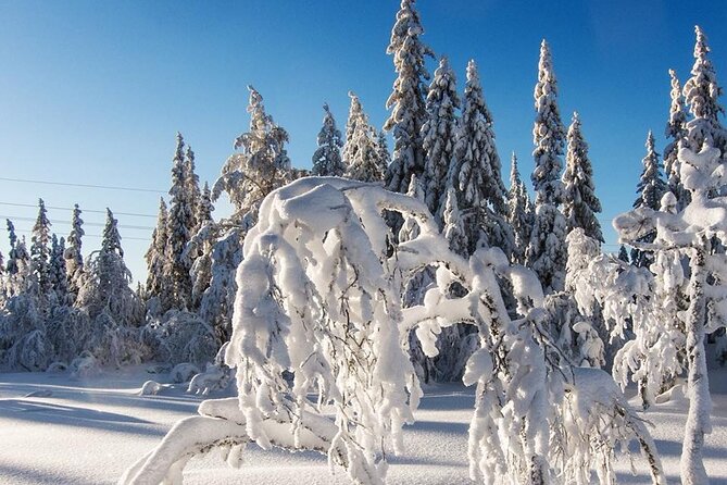 Snowshoe Tour in Winter Wonderland - Oslo - From Jernbanetorget to Frognerseteren