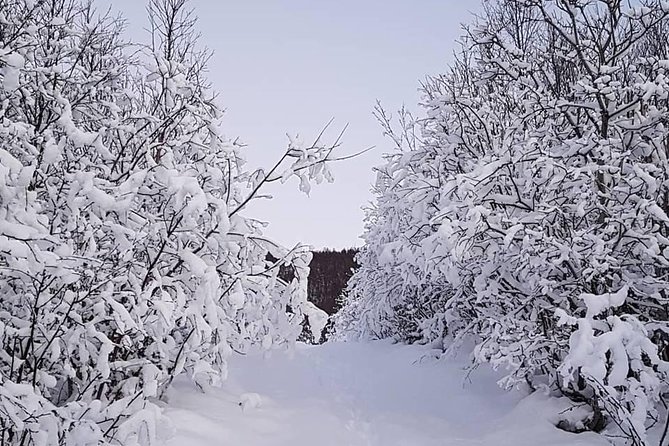 Snowshoeing With A View - Key Points Before You Book