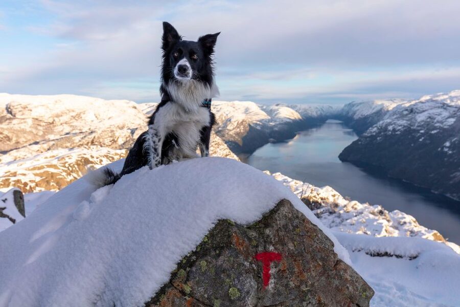 Stavanger: Preikestolen Winter Hike + Hot Lunch - Key points to know before booking