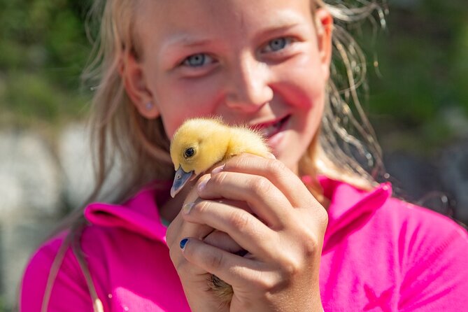 Steim Farm Experience in Vik, Norway - Key points at a glance