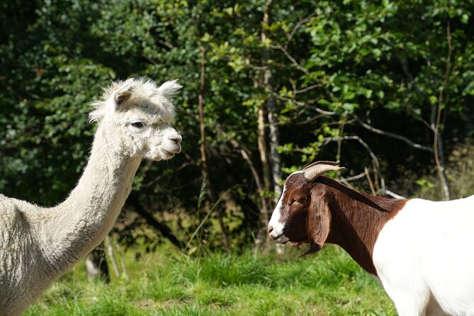 Steim Farm Experience in Vik, Norway - Walking through the fields and vegetable garden