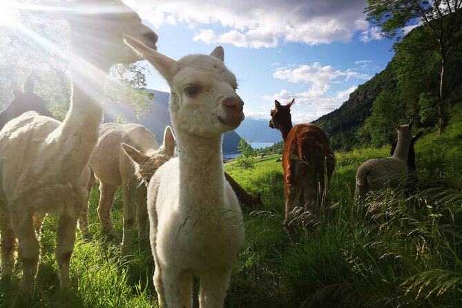 Steim Farm Experience in Vik, Norway - The barn, stables, and animals nearby
