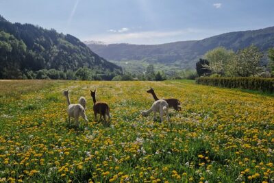 Steim Farm Experience in Vik, Norway