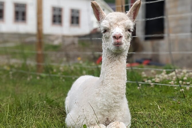 Steim Farm Experience in Vik, Norway - Meeting point, pickup, and timing