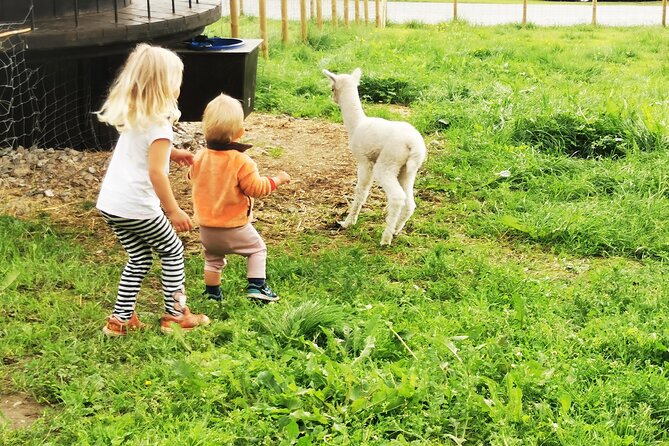 Steim Farm Experience in Vik, Norway - Best for families, animal lovers, and curious adults