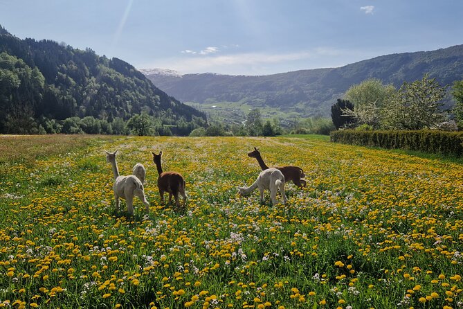 Steim Farm Experience in Vik, Norway - Alpacas, ducks, and possible baby animals