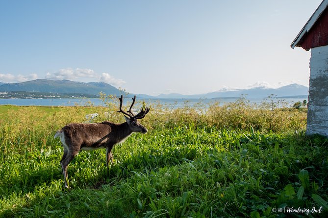 Summer Fjord Road Trip with Citizen Science with Wandering Owl - Guides, photos, and the human touch