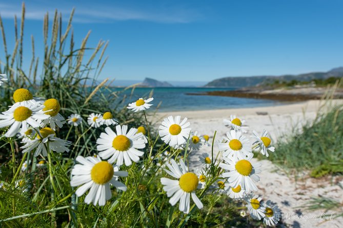 Summer Fjord Road Trip with Citizen Science with Wandering Owl - Price, group size, and overall value