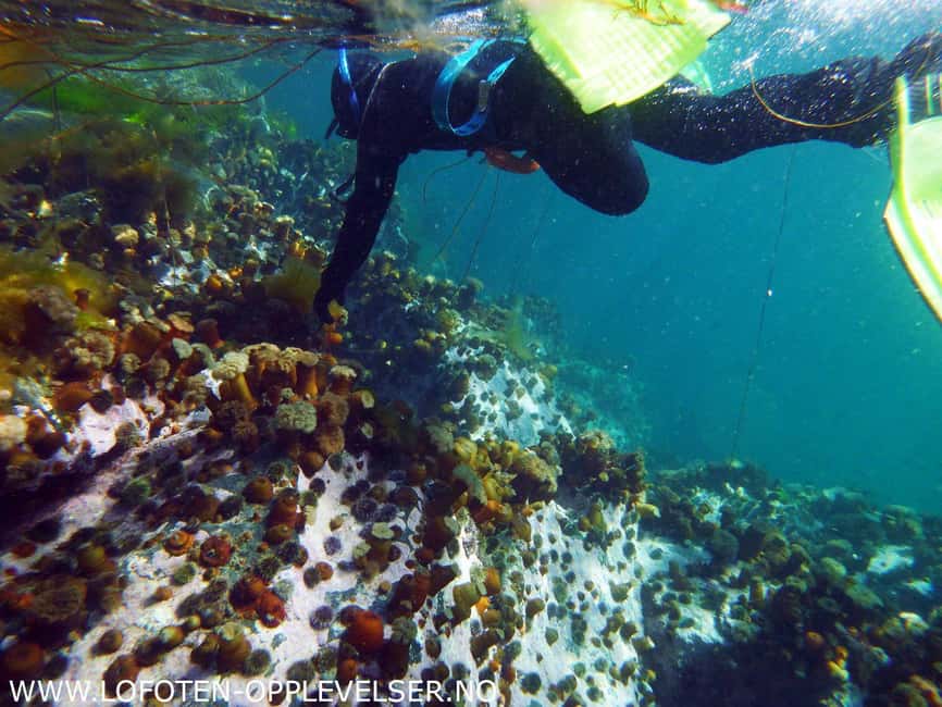 Summer Snorkeling with Grey Seals - Key points at a glance