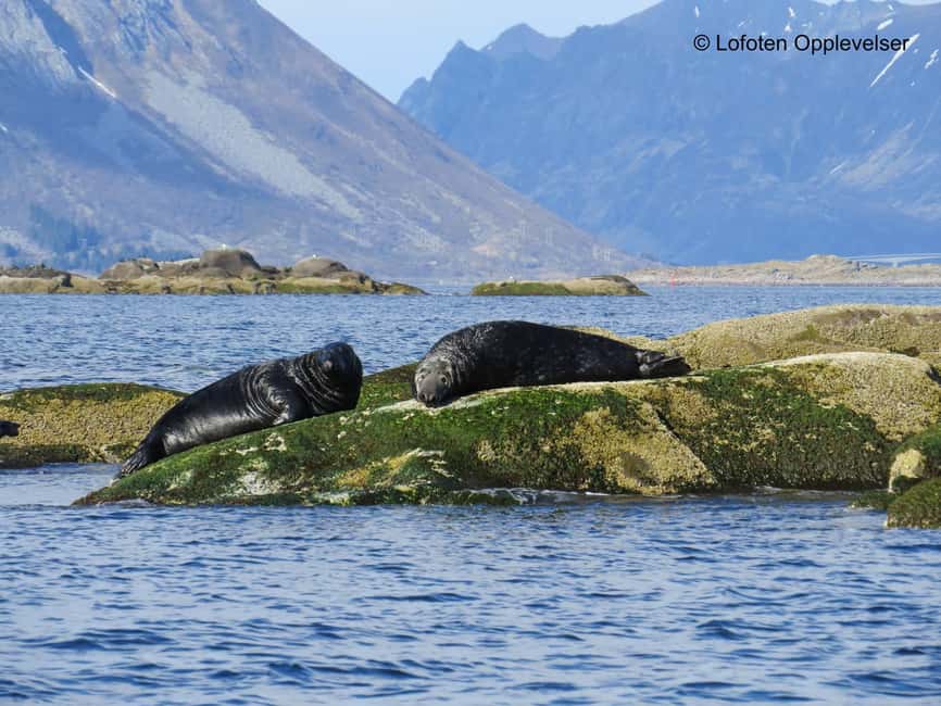 Summer Snorkeling with Grey Seals - What the Lofoten seal experience is really like