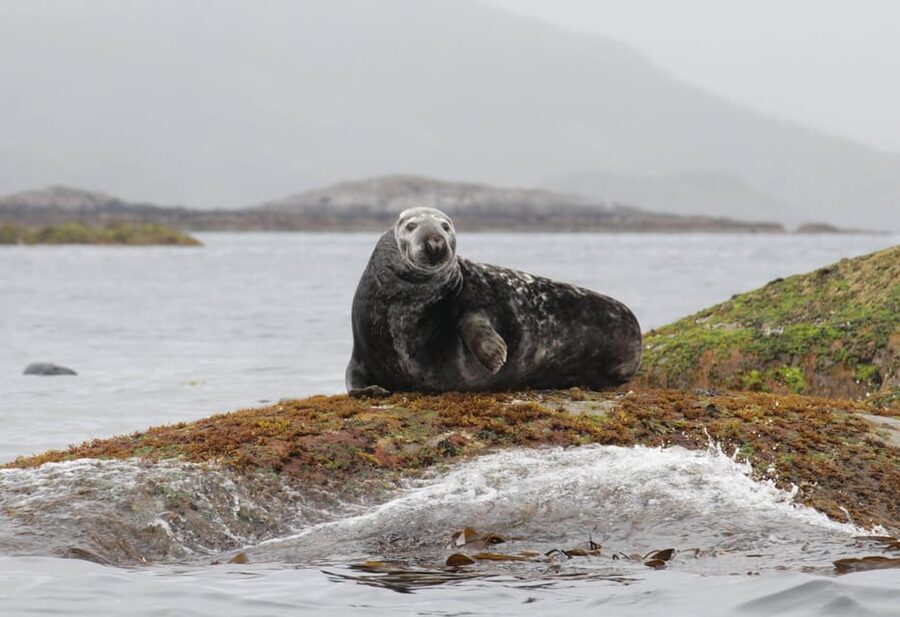 Summer Snorkeling with Grey Seals - Is $209 a fair price?