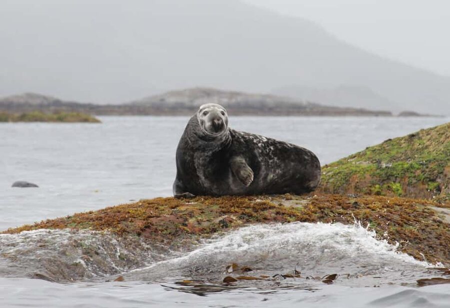 Summer Snorkeling with Grey Seals - Meeting at Dreyers gate 15 in Henningsvær