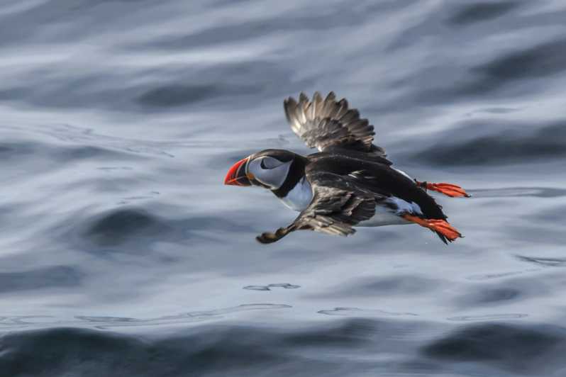The Bird Safari Tour - Gjesvær, a fishing village with Viking-era roots