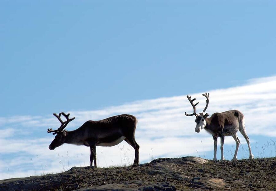 The North Cape Midnight Tour - A possible Sami family visit