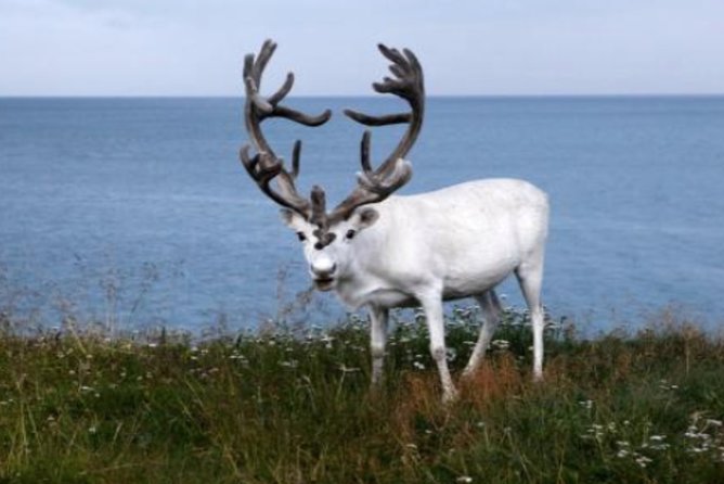 The North Cape, Reindeer and Sami Families Tour - Who Will Like This Tour Most