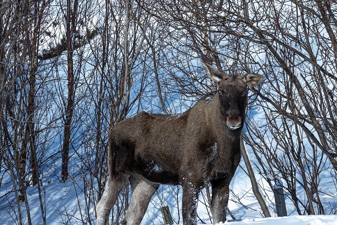 Tour of the authentic fjords of Kvaløya - Soup, coffee, and a practical Arctic picnic