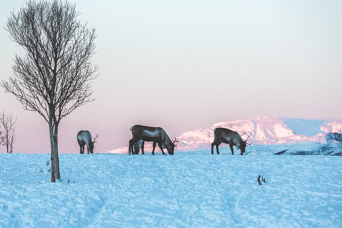Tour of the authentic fjords of Kvaløya - What the guides add to the drive
