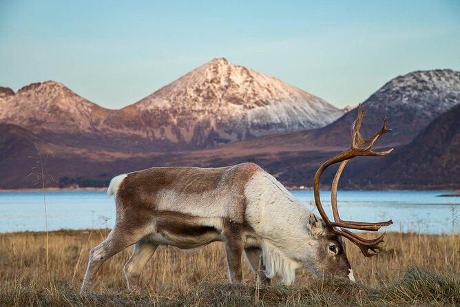 Tromsø: Arctic Landscapes Hiking / Snowshoeing Tour in the wild - Photos you can keep after the tour