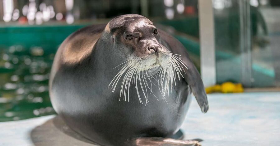 Tromsø: Entrance Ticket to Polaria - The seals are the main attraction