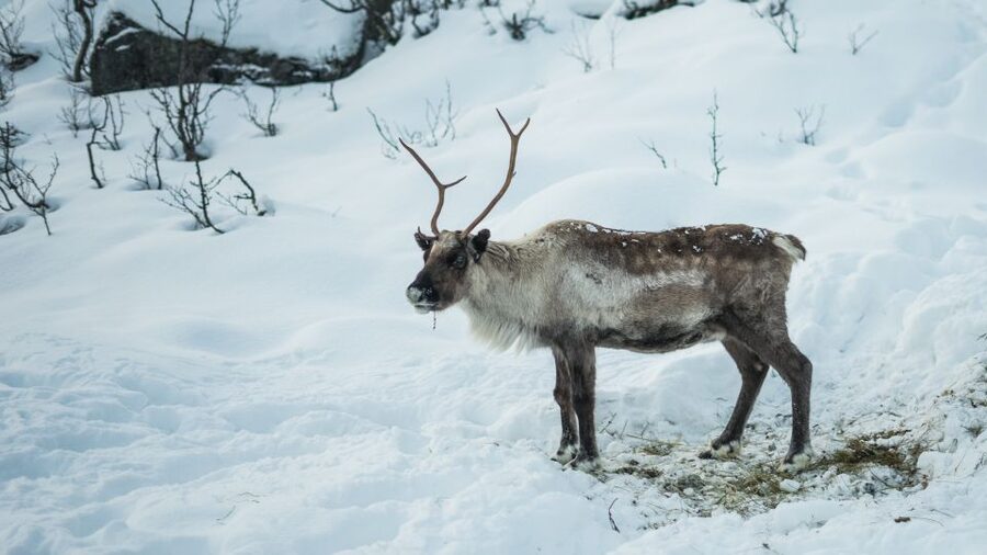 Tromsø: Exclusive Fjord Adventure by Bus - Why this Tromsø fjord trip is worth considering