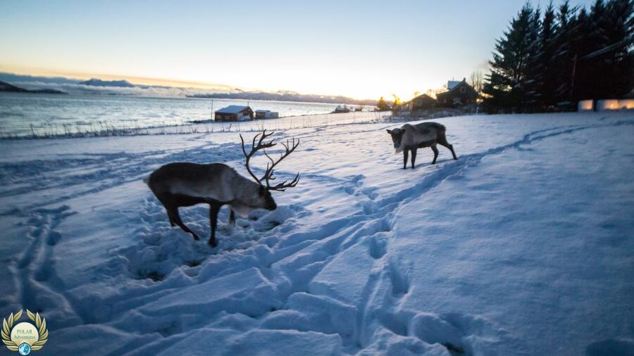 Tromsø: Exclusive Fjord Adventure by Bus - Ersfjord, Grøtfjord, and the best photo stops