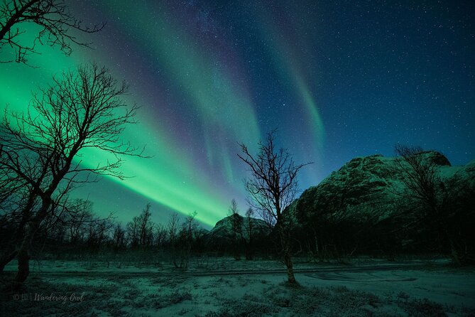 Tromsø: Express Aurora Hunt with Wandering Owl - A small van and an early return