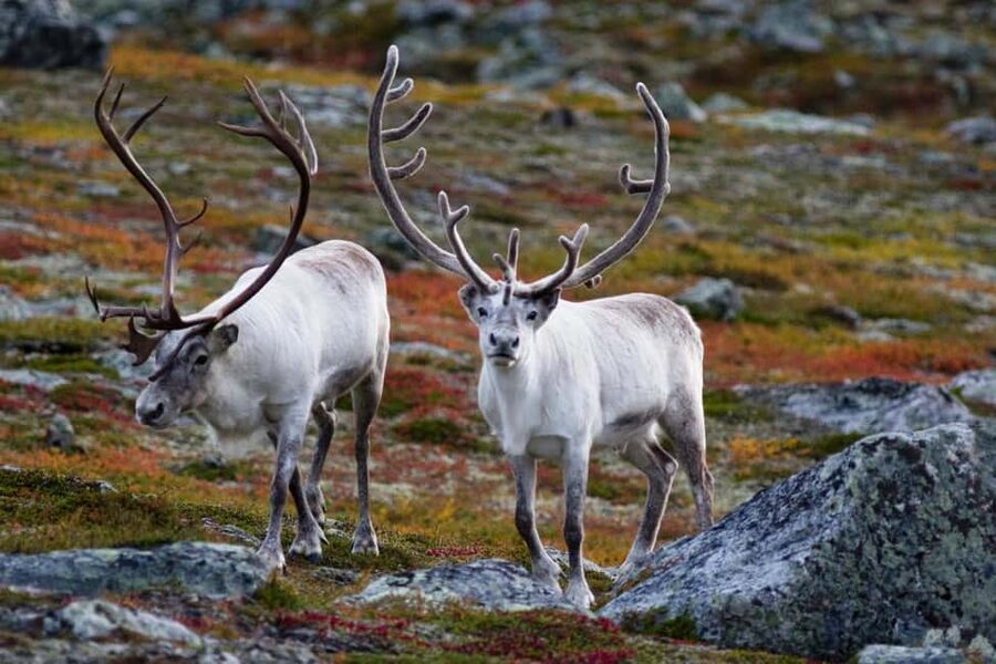 Tromso: Fjord Arctic Adventure Expedition - Key points to know before you book