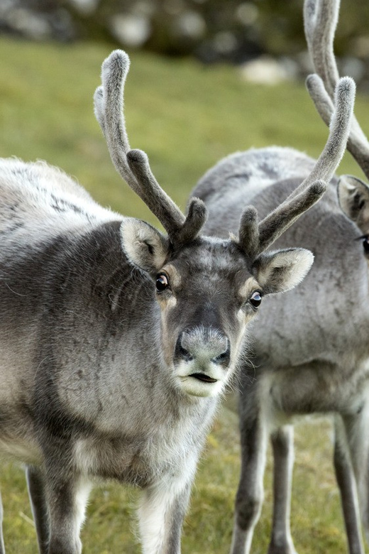 Tromso: Fjord Arctic Adventure Expedition - Is $147 a fair price?