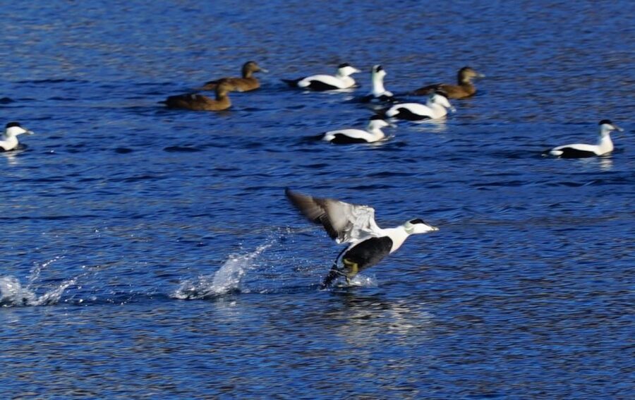 Tromsø: Fjord Cruise by Luxury Yacht - What $236 buys you in Tromsø