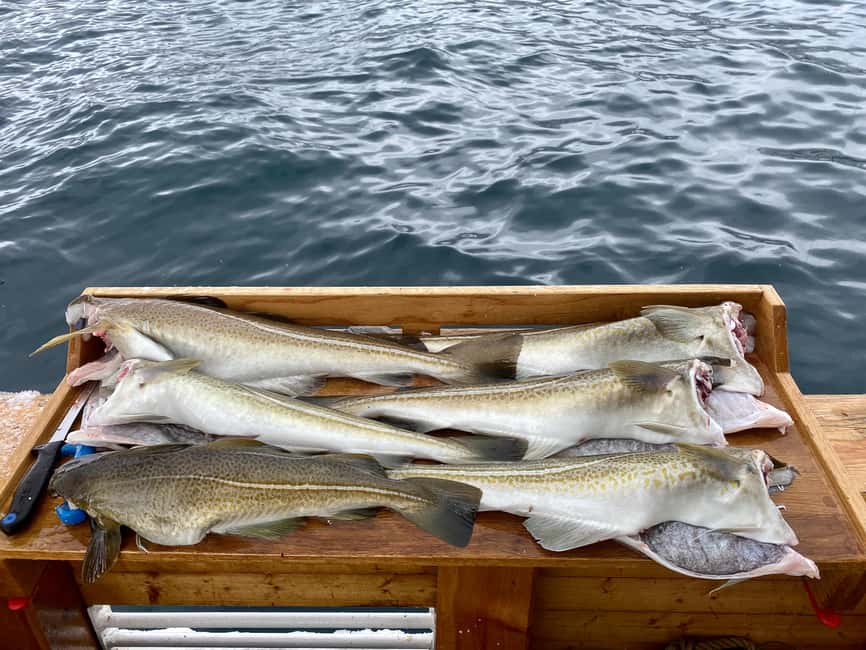 Tromsø: Fjord Fishing Cruise - Setting sail from Stortorget on Hermes II