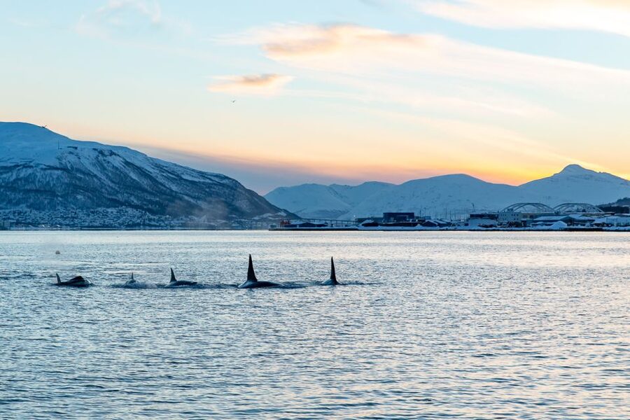 Tromsø: Fjord History Cruise with Snack and Drinks - Tromsø Sound, nearby fjords, and island views