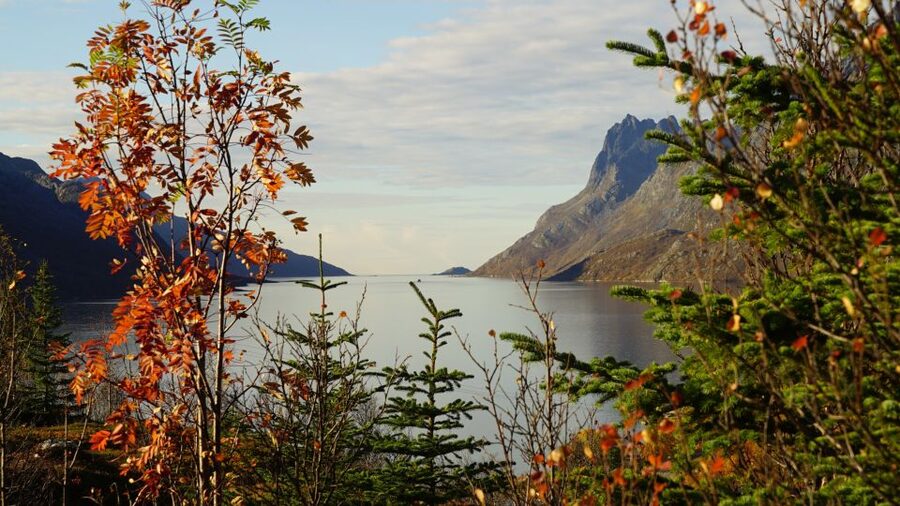 Tromsø: Fjord Sightseeing in a Tesla X Luxury Electric Car - Comfort, clothing, and group size
