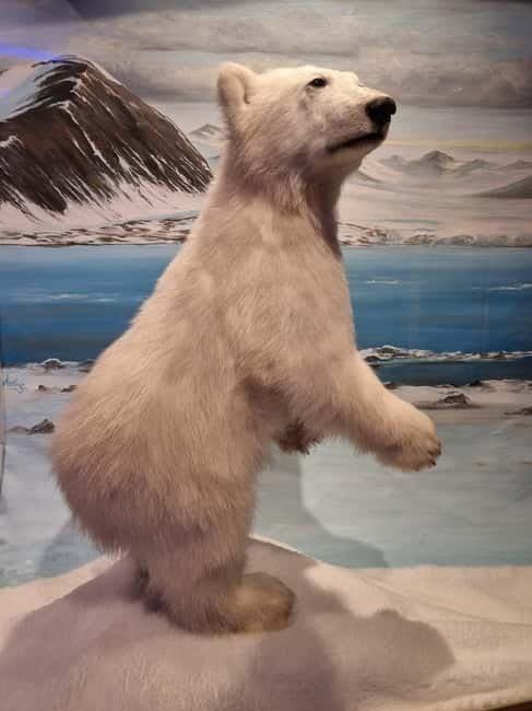 Tromsø: Guided Polar Bear Walk incl. Polaria & Polar Museum - Starting at Tromsø Cathedral with an Arctic story
